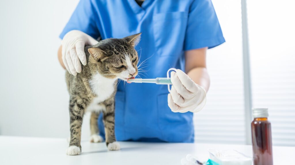 Vet surgeon. Cat on examination table of veterinarian clinic. Veterinary care. Vet doctor and cat.