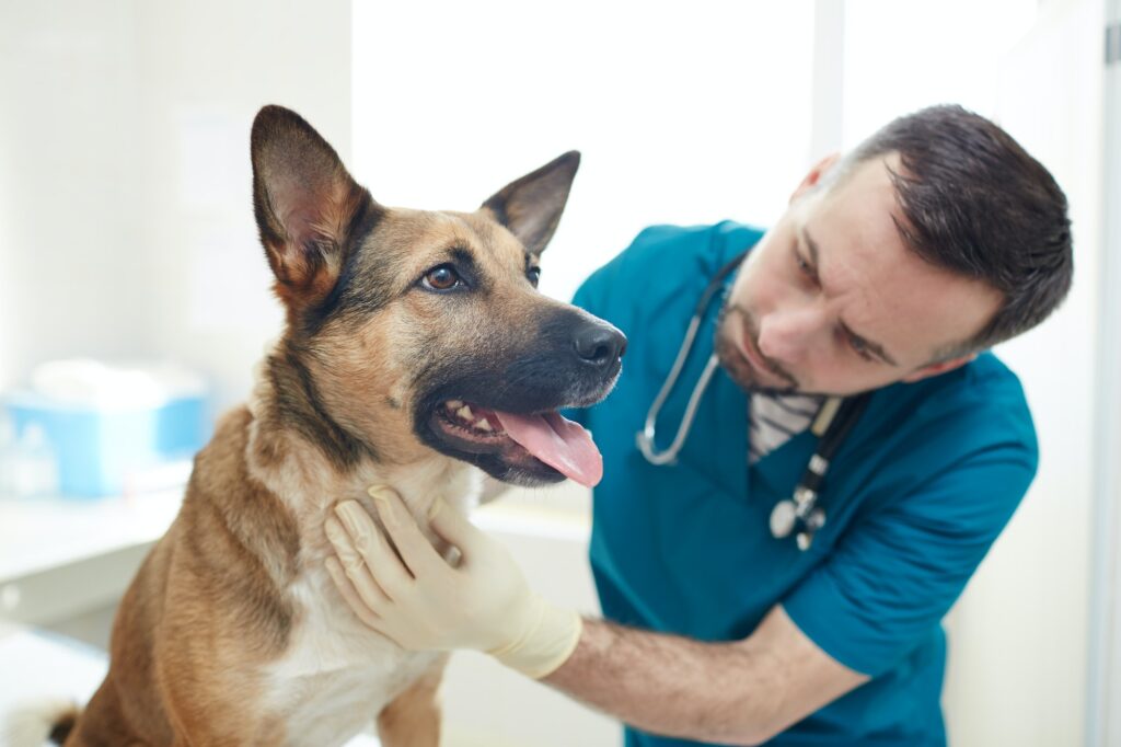 Visiting vet